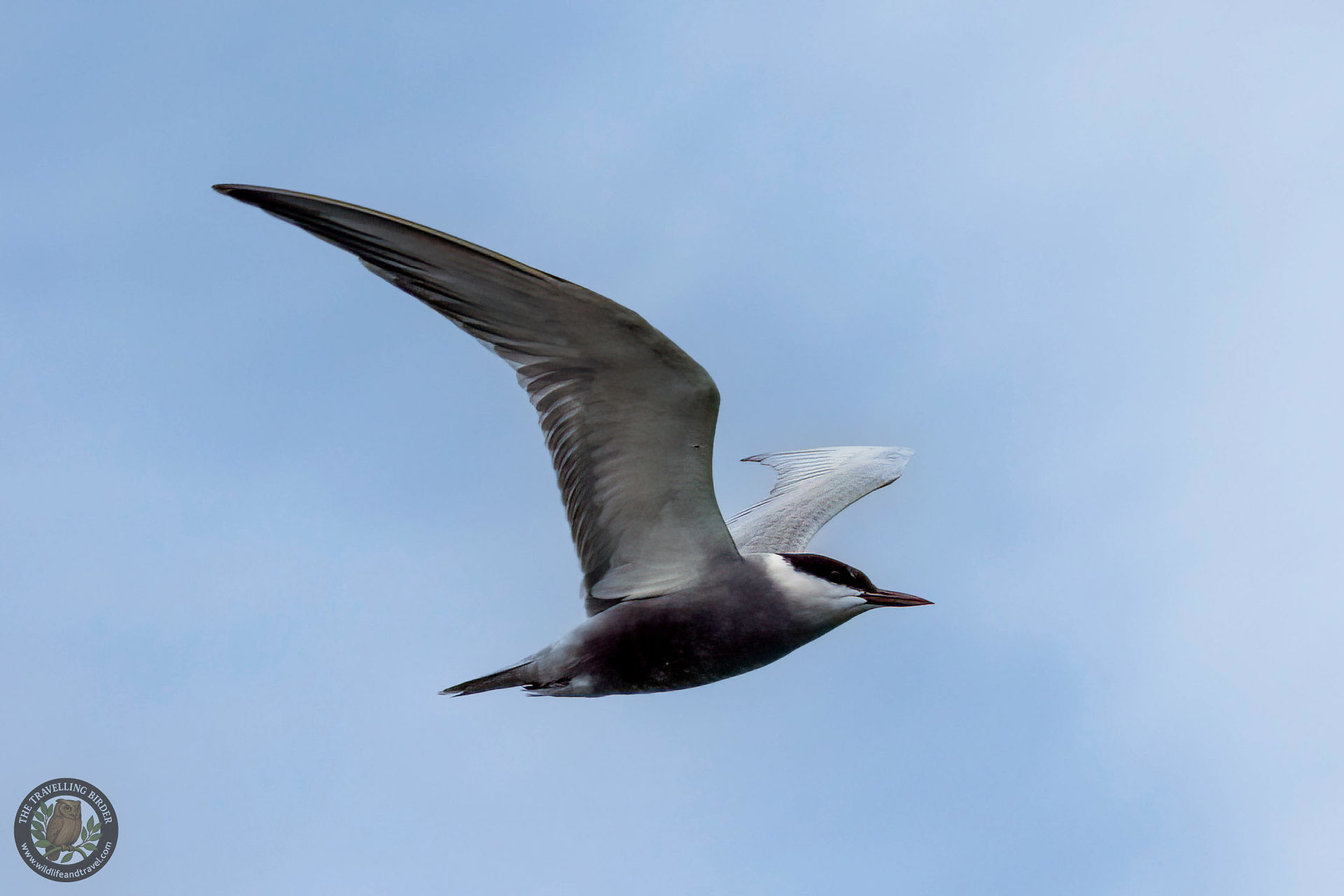Whiskered tern