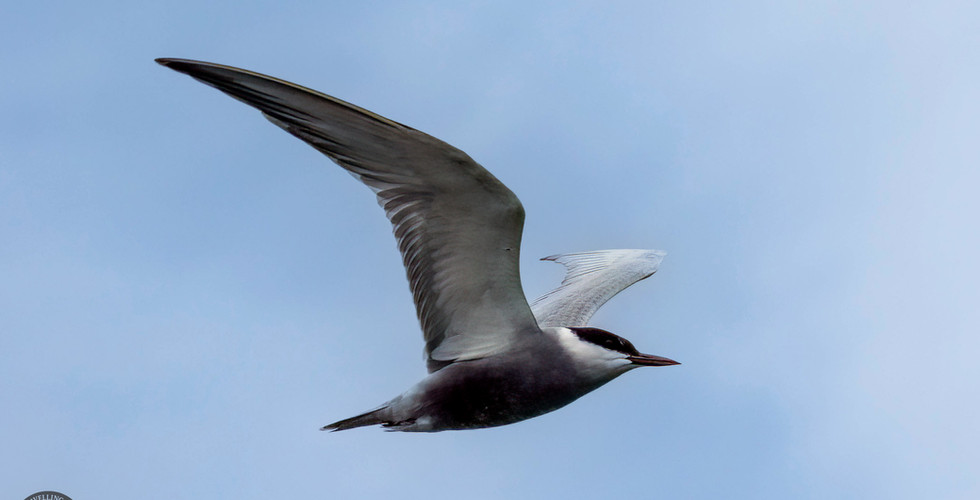 Whiskered tern