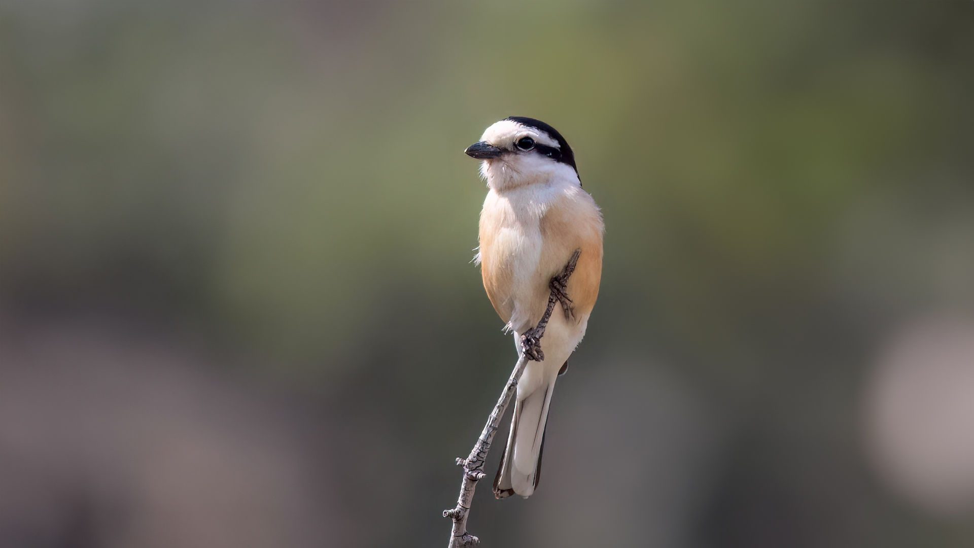 Masked shrike