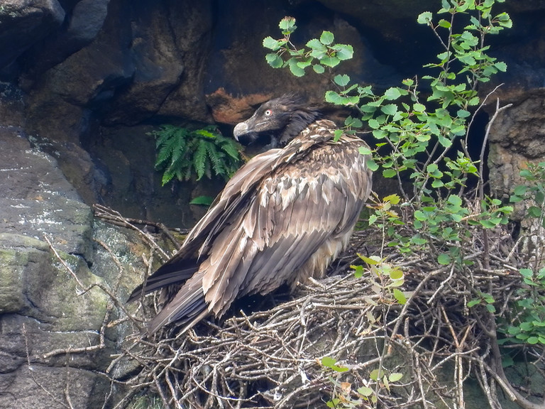 12 - Bearded vulture.jpeg
