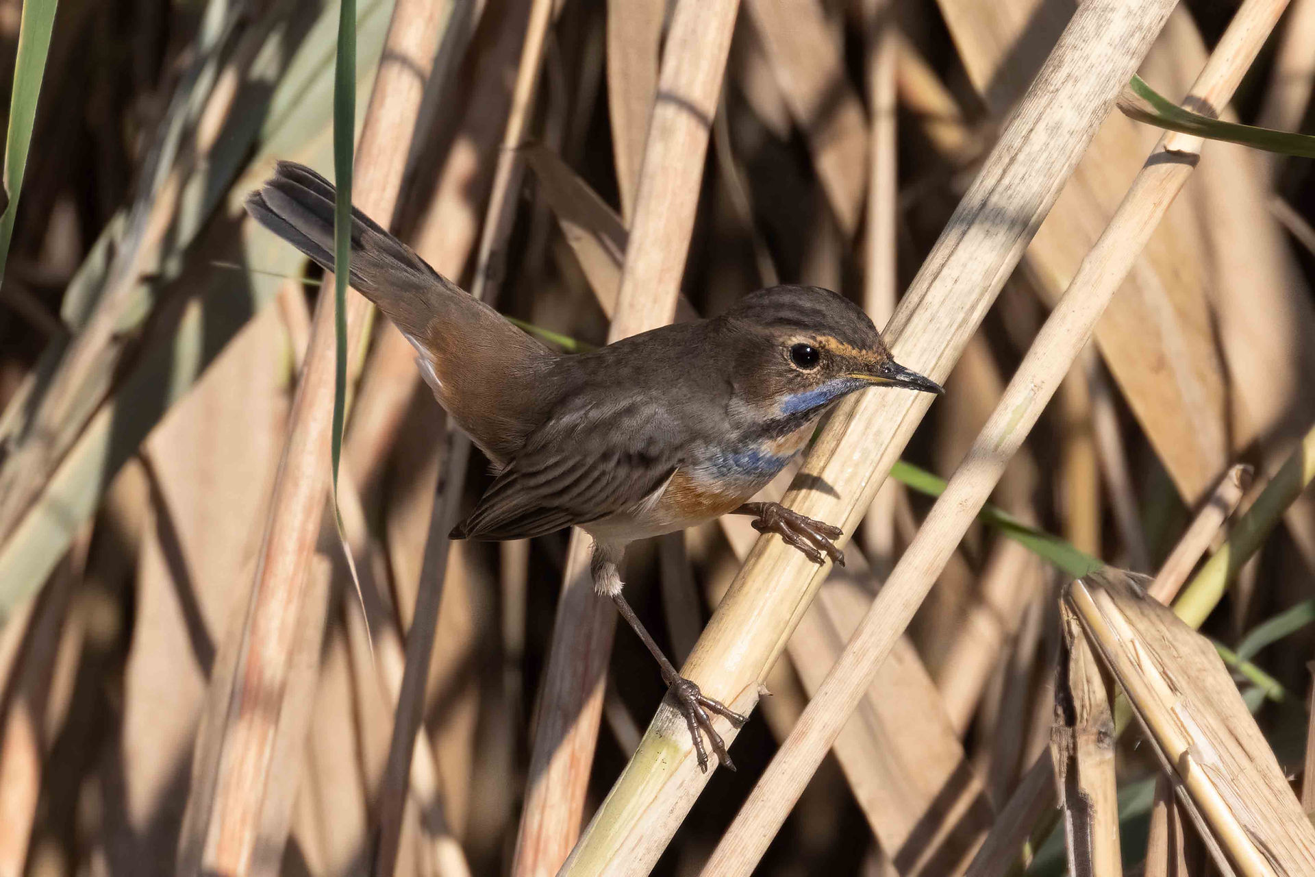 Bluethroat