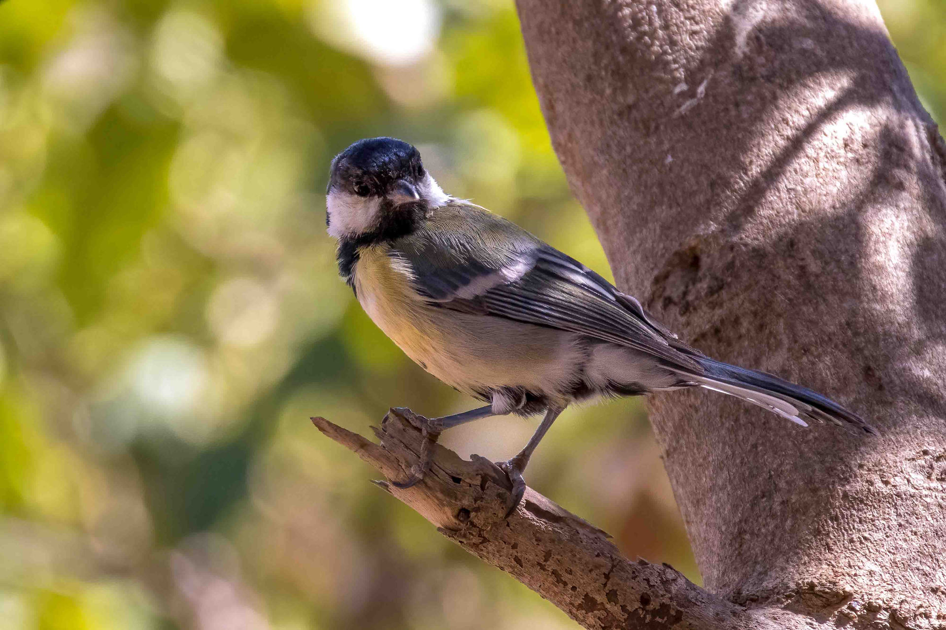 Great tit