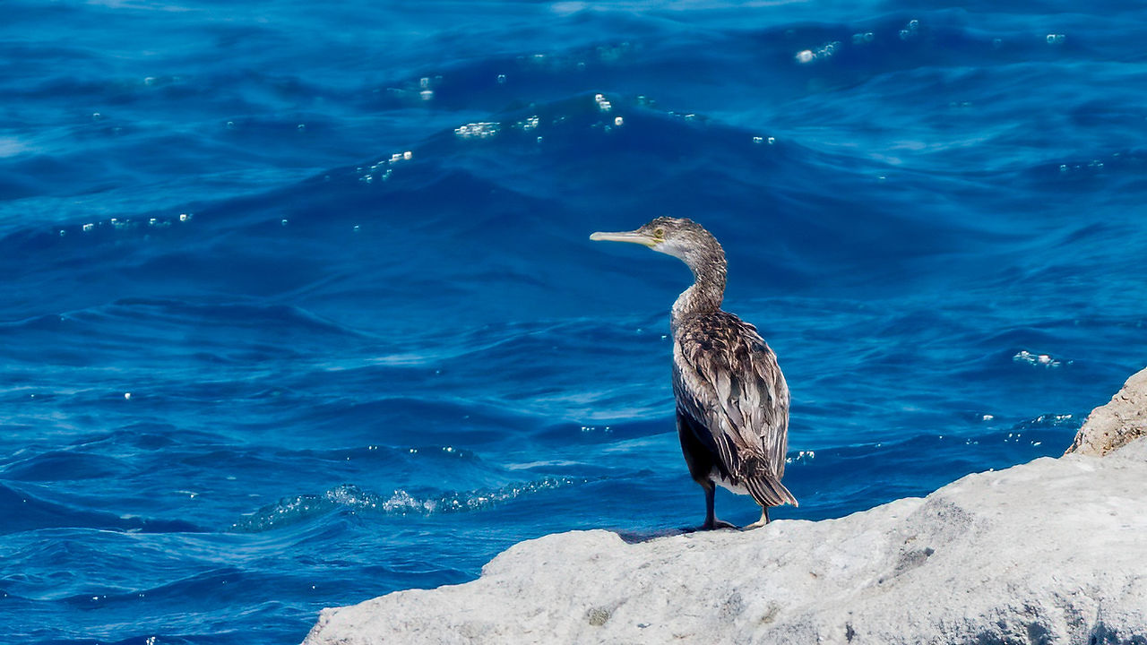 Shag