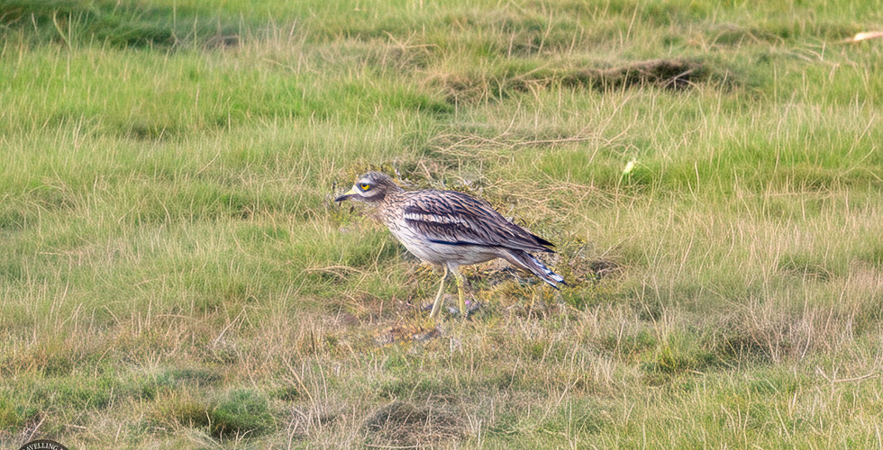 Stone curlew