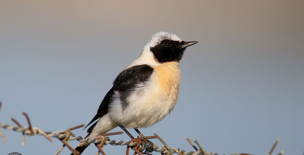 Black-eared wheatear