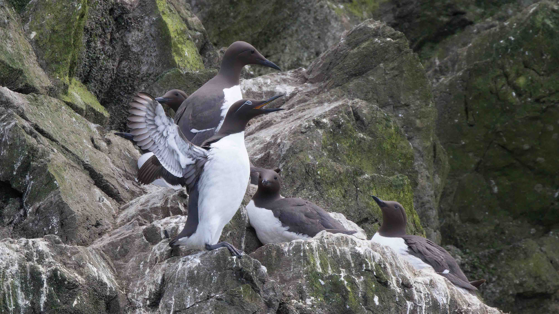 Bridled Guillemot