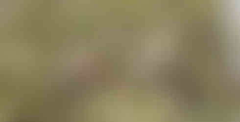 Cirl bunting