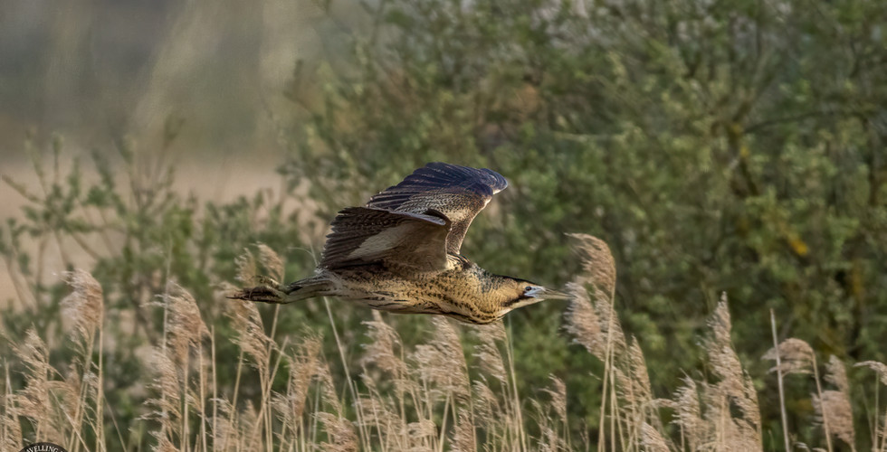 Bittern