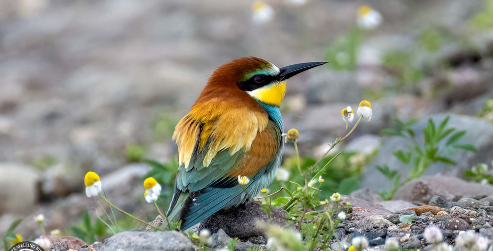 Bee-eater