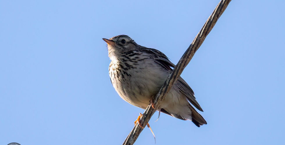 Woodlark