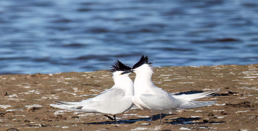 Sandwich terns