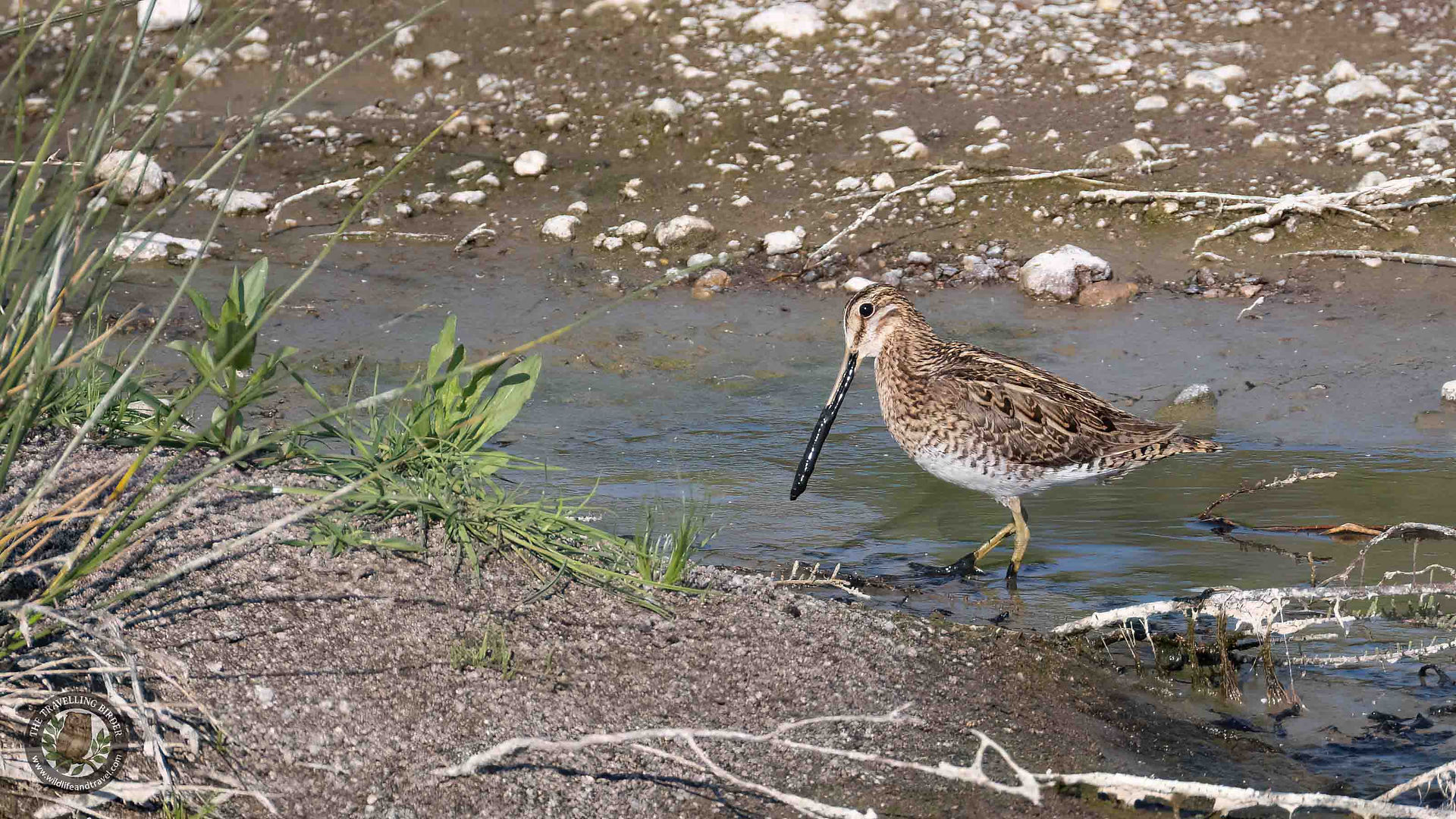 Common snipe