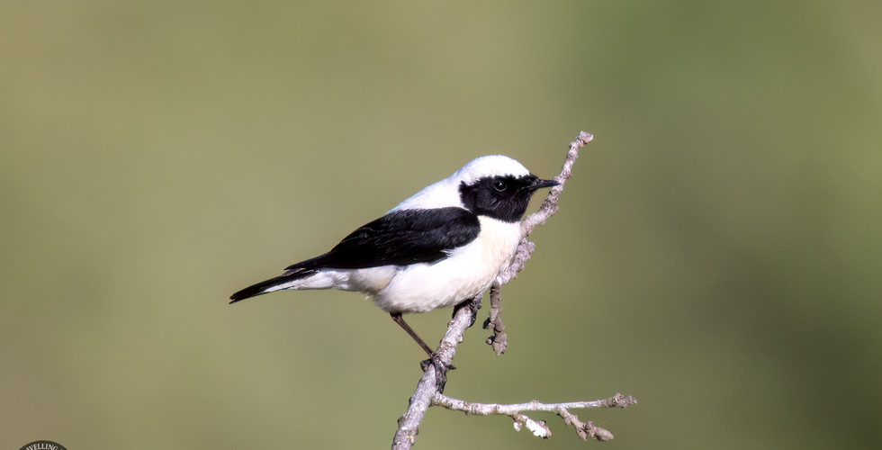 Black-eared wheatear