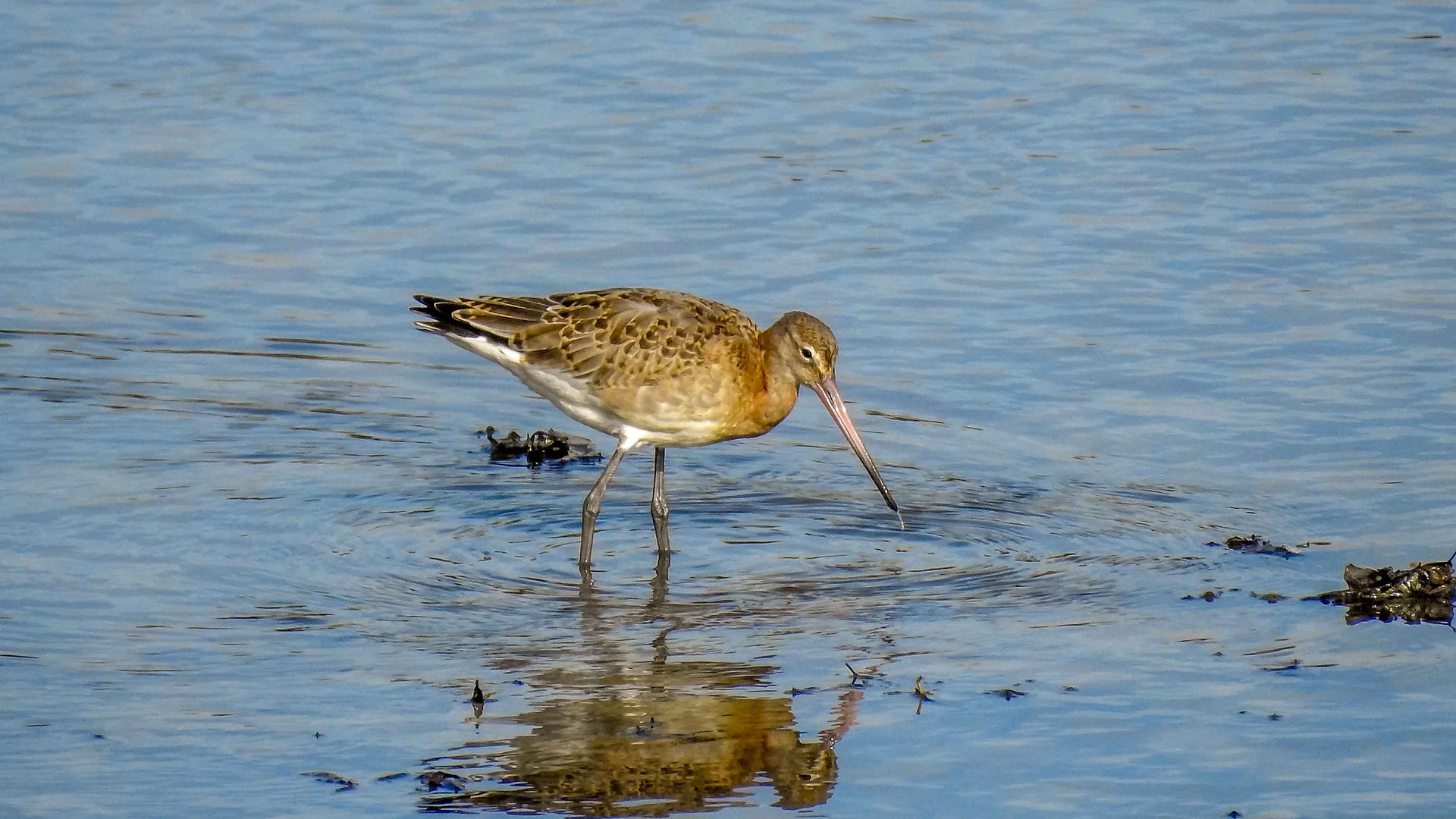 Black-tailed Godwit