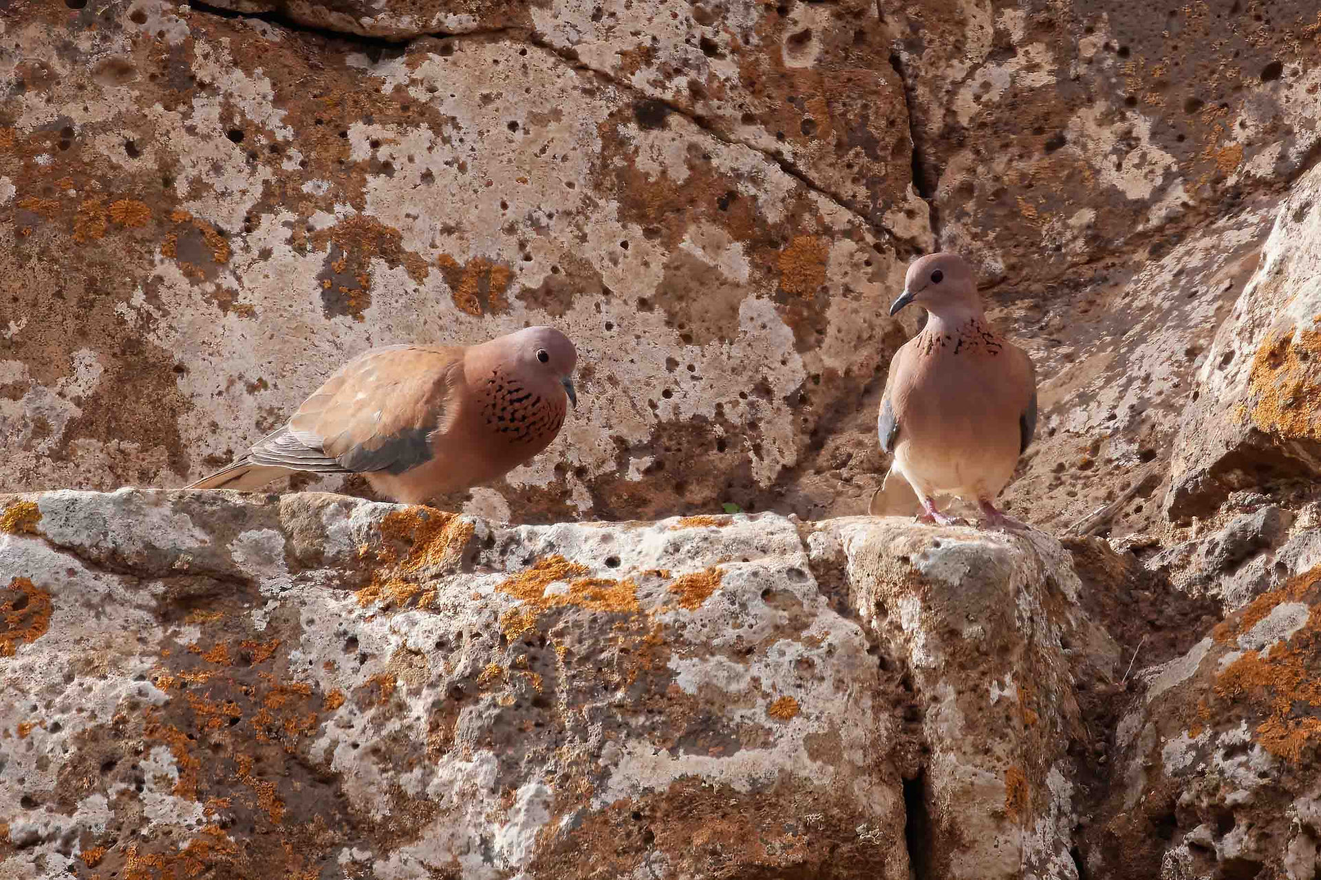 Laughing dove