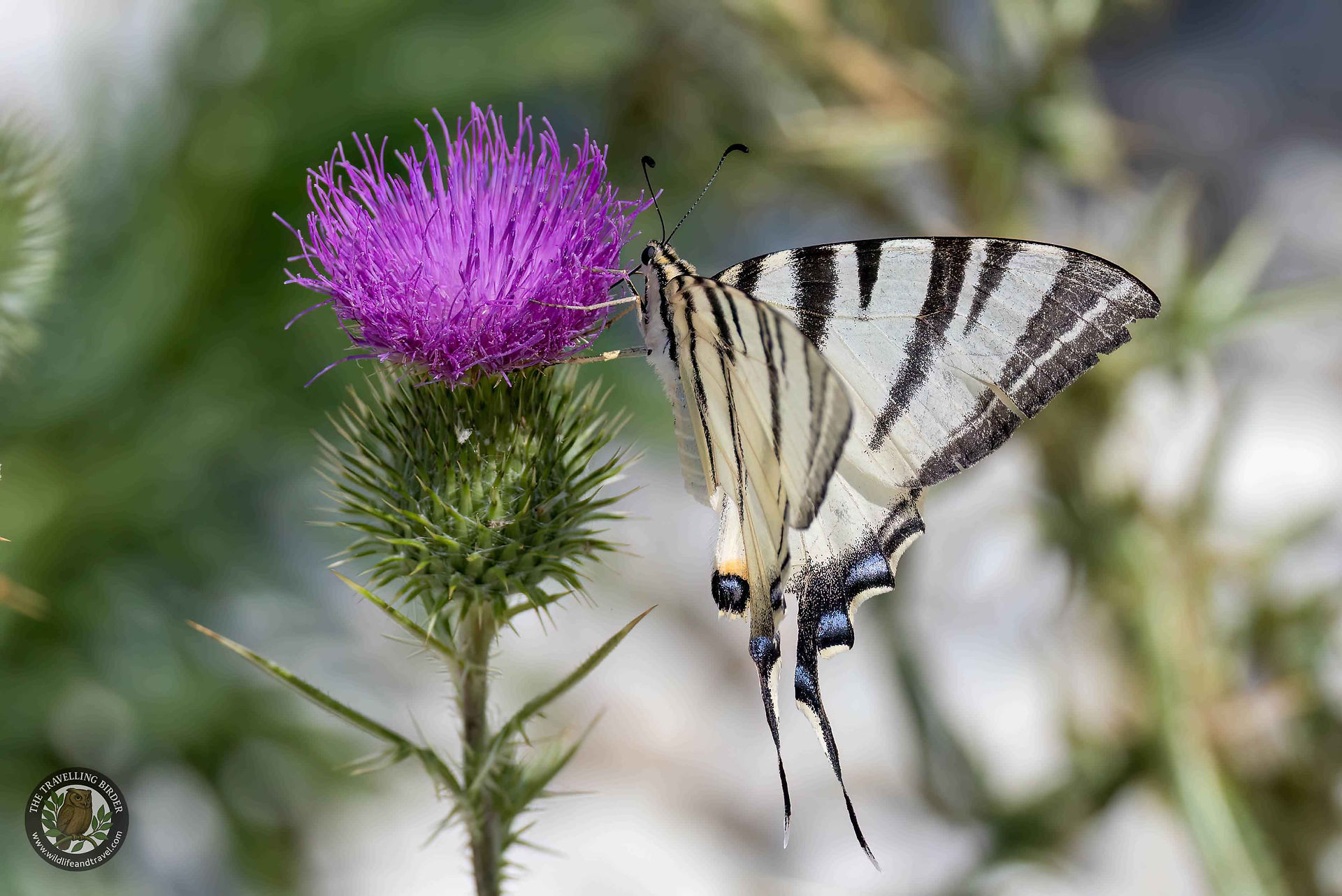 Scarce swallowtail