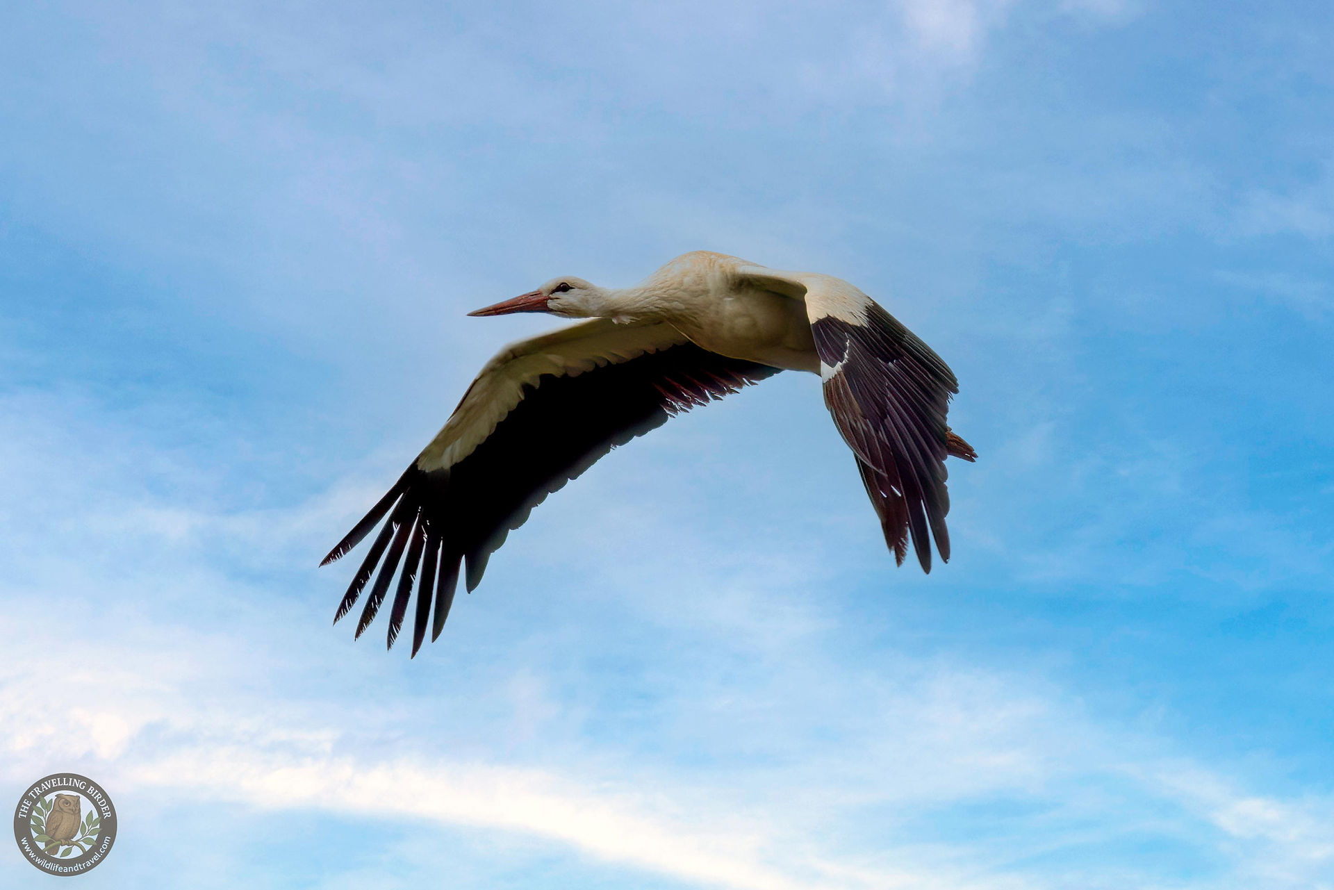 White stork