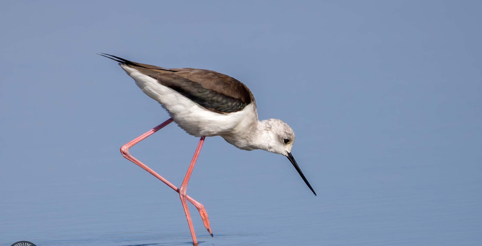 Black-winged stilt
