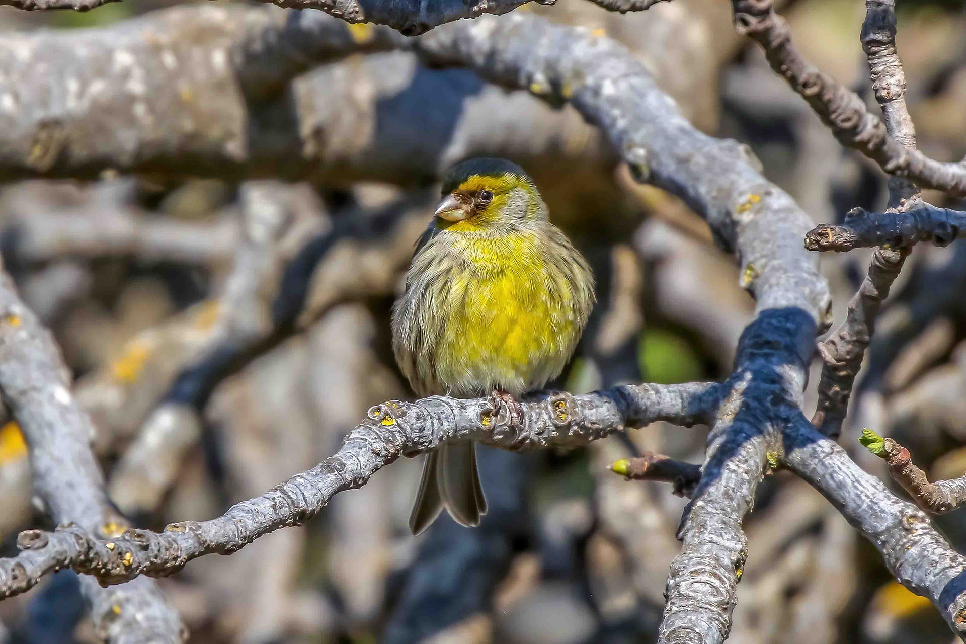 Atlantic canary