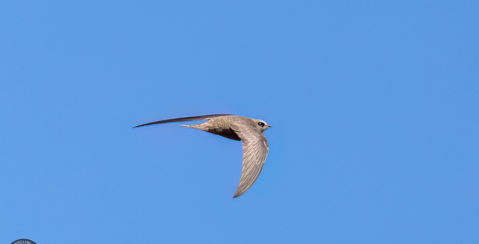 Palid swift