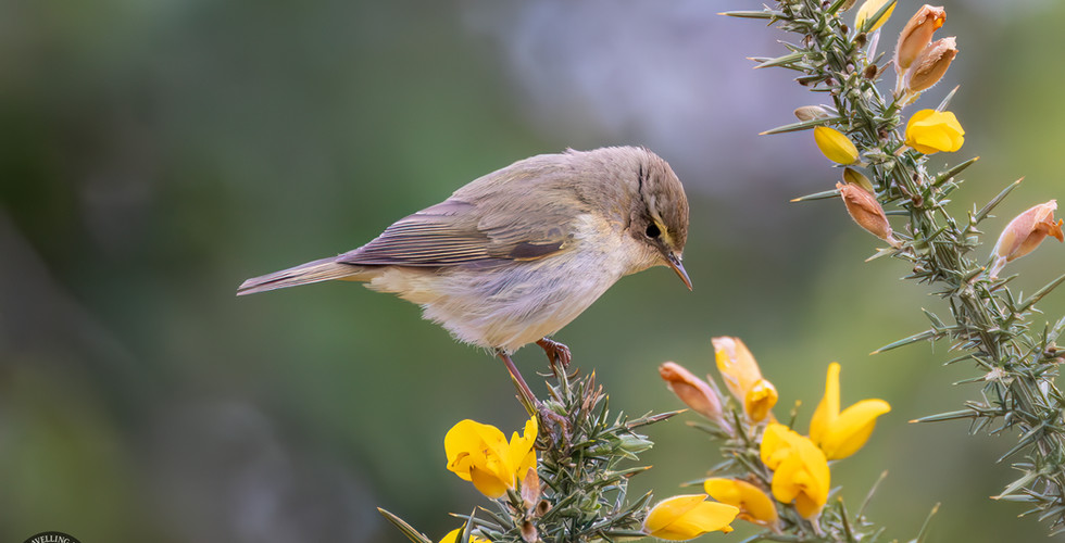 Chiffchaff