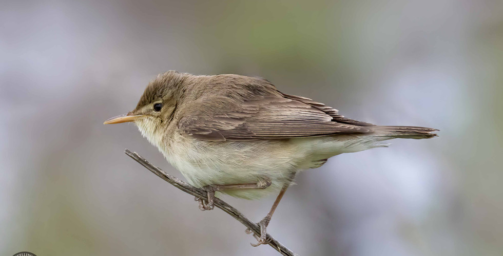 Olivaceous warbler