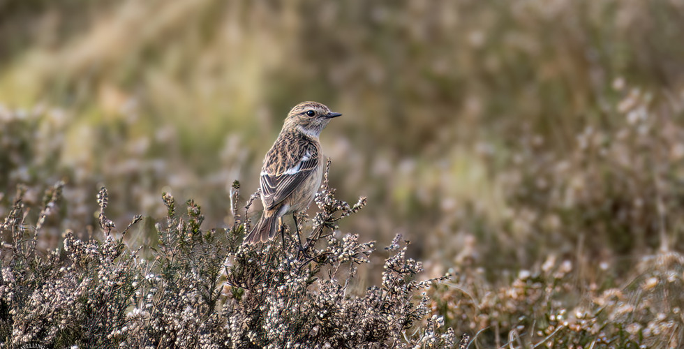 Whinchat