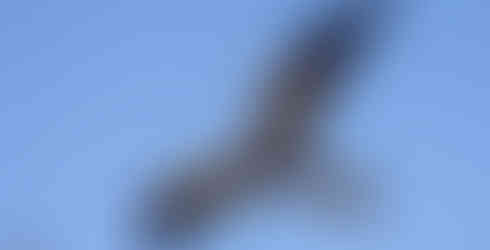 Montagu's harrier (m)
