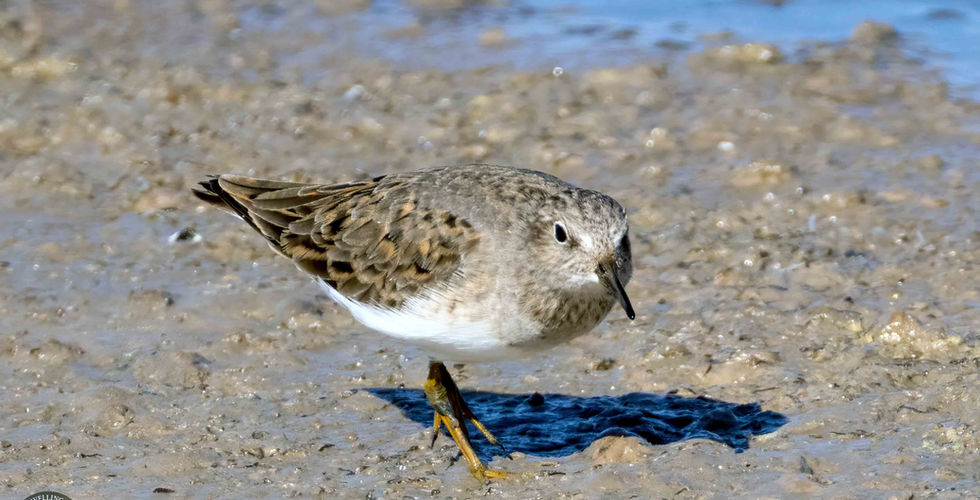 Temminck's stint