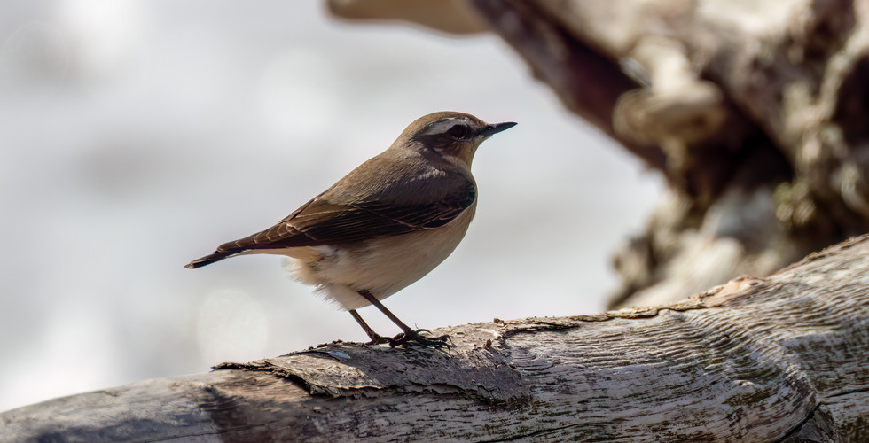 Northern wheatear