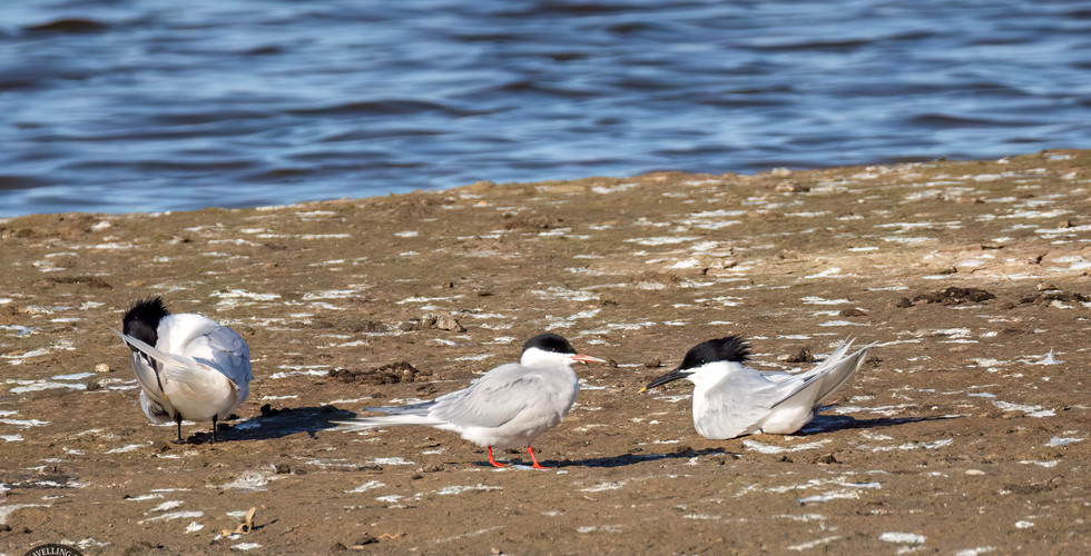Common tern