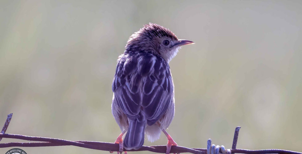 Zitting cisticola