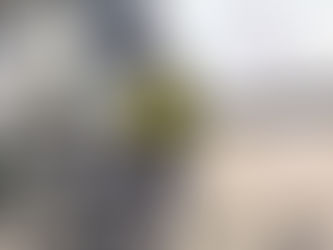 Sprotbrough Flash Sightings