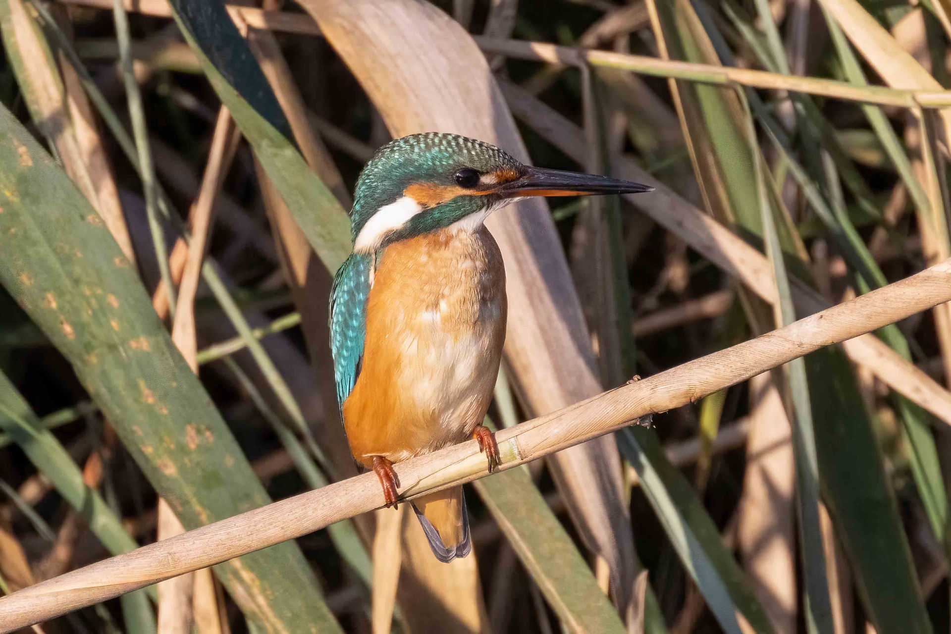 Kingfisher