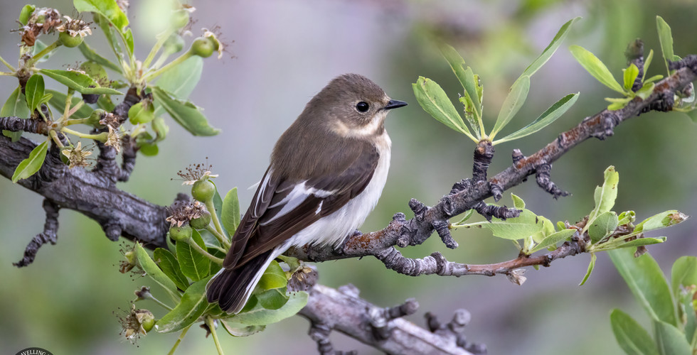 Pied flycatcher female