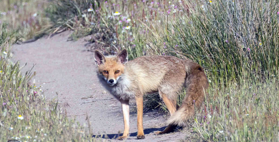 Red fox