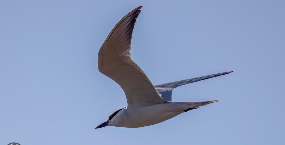 Gull-billed tern