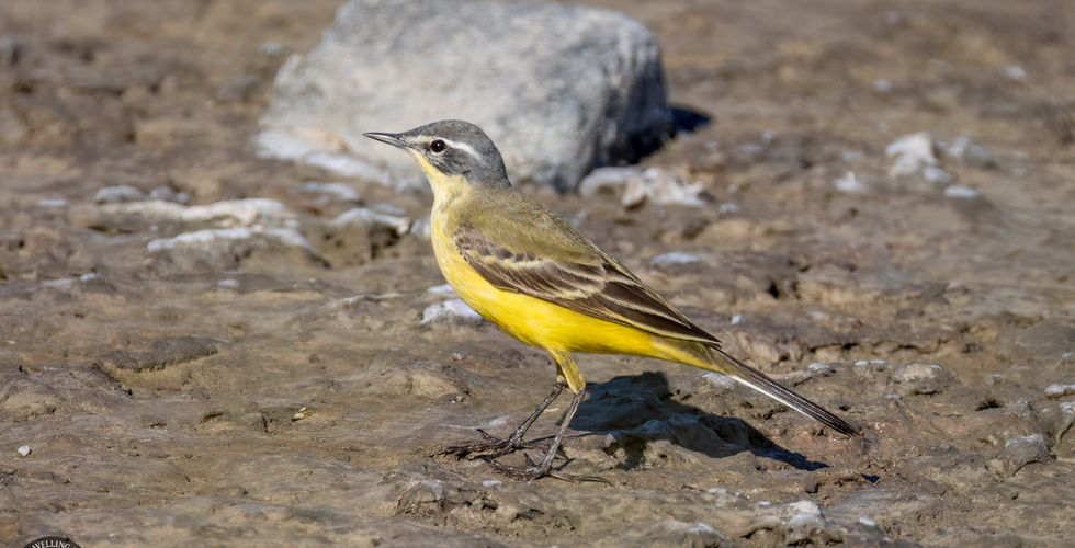 Yellow wagtail (flava)