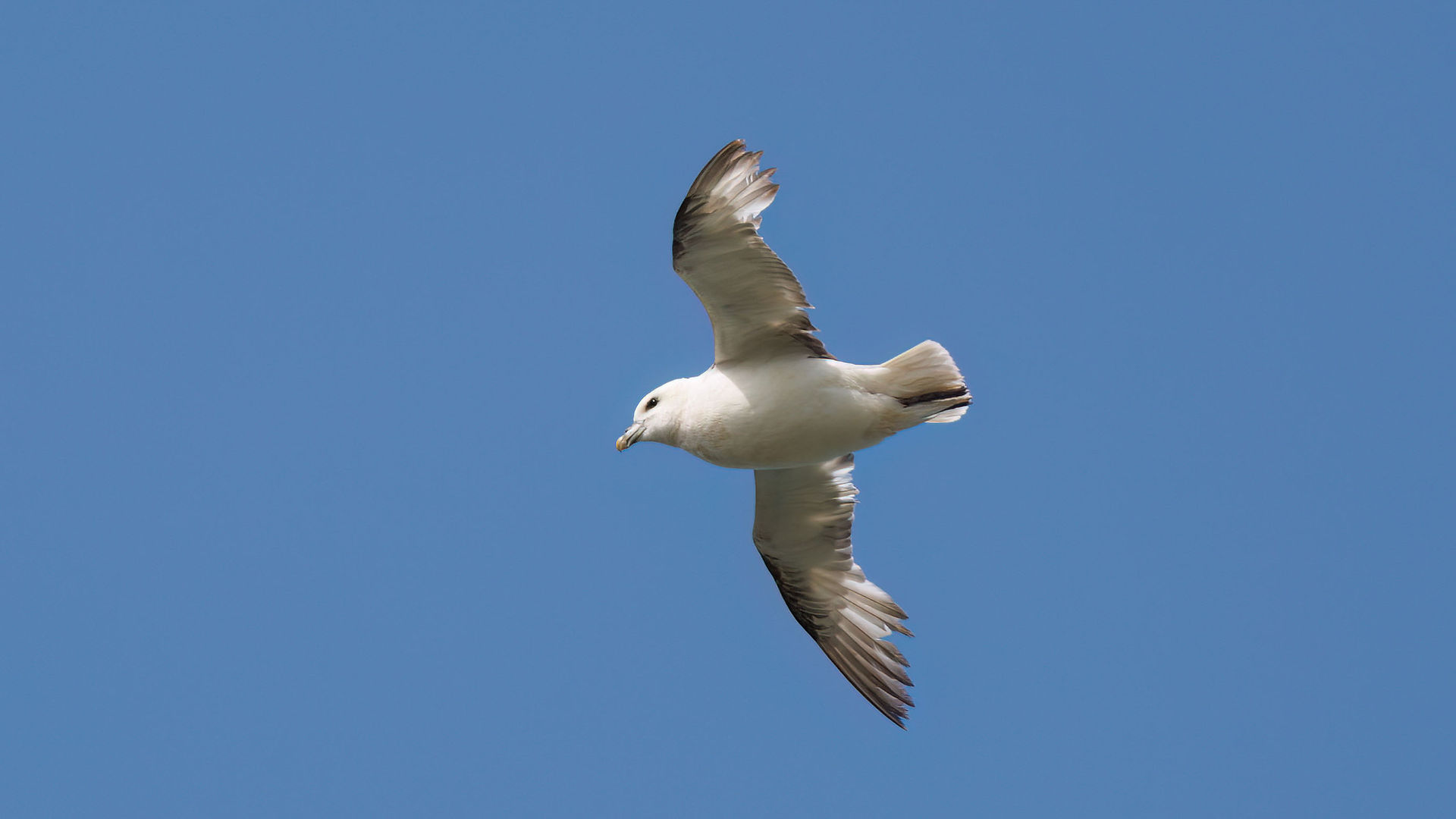Fulmar
