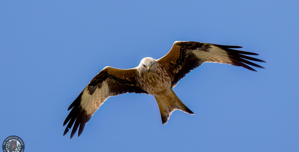 Red kite
