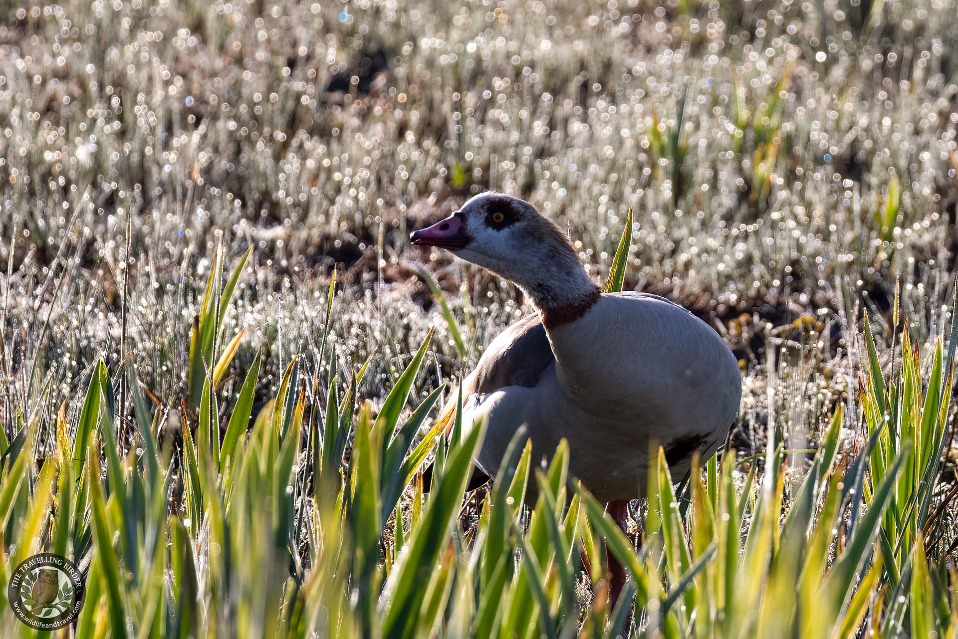 Egyptian goose