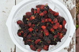 Mulberry Jam