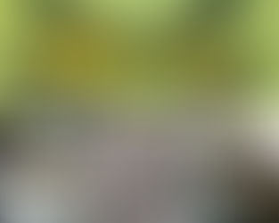 Bats and Spiders Halloween crafts