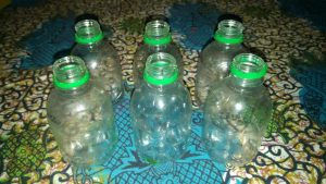 Bugs Made From Cooldrink Bottles