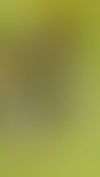 Stick Family Art Activity