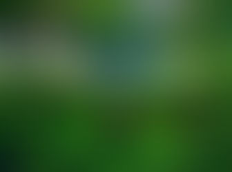 My garden – a Place of Heaven filled with Special Memories