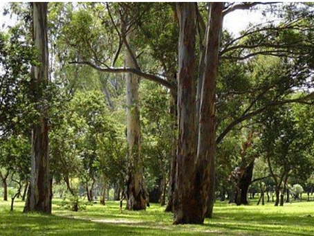 The Importance of Nature for Pre-Schoolers