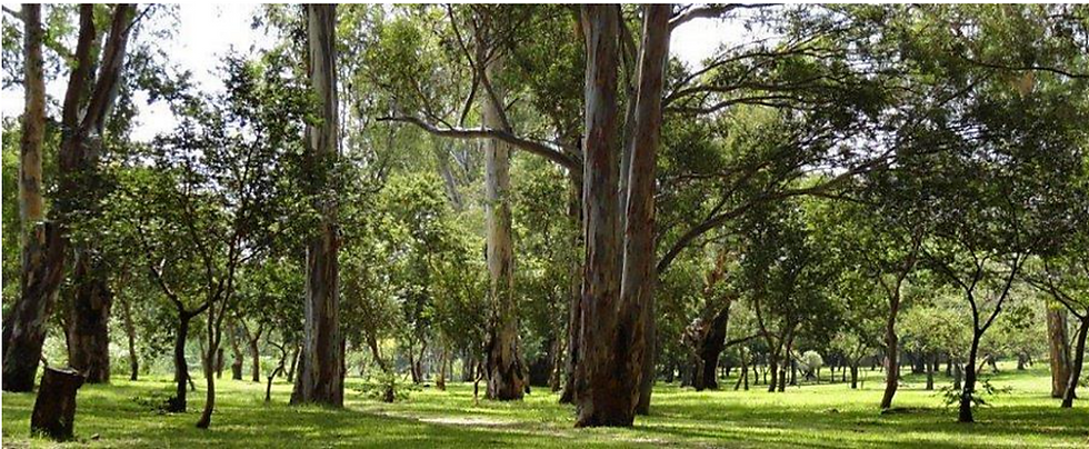 The Importance of Nature for Pre-Schoolers