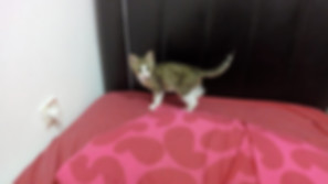 kedi sahiplendirme ilanları