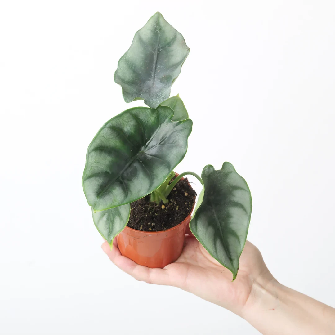 Alocasia Reversa